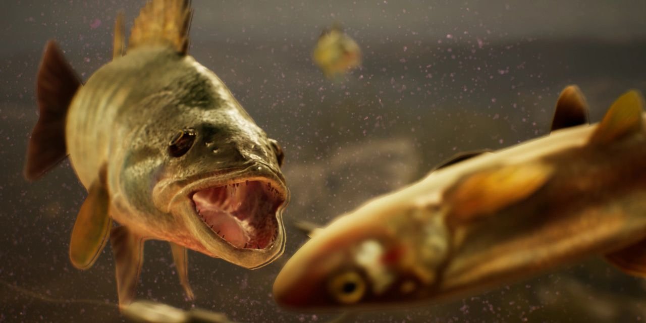 The Catch: Carp & Coarse